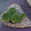 Herz zum bepflanzen, Winterfest